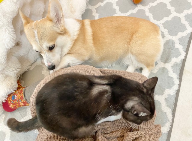 ママさんの脚に乗る猫ちゃんにヤキモチ