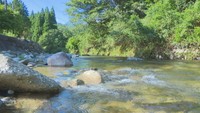 【特集】岡山県北の渓流で涼しく生き物探し