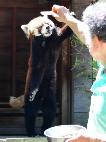 飼育員の浜田昌平さんからリンゴをもらう風太