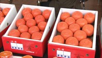 「うまいわ､やっぱり!」今が旬の小原紅早生の品評会　香川県オリジナル品種のみかん