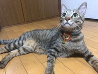 飼い主さんを見上げるこてつくん（画像提供：こころのねこさん）