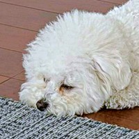 「もうダメだ…」 散歩後、敷物状態になったゆらちゃん（画像提供：ゆらちゃんさん）