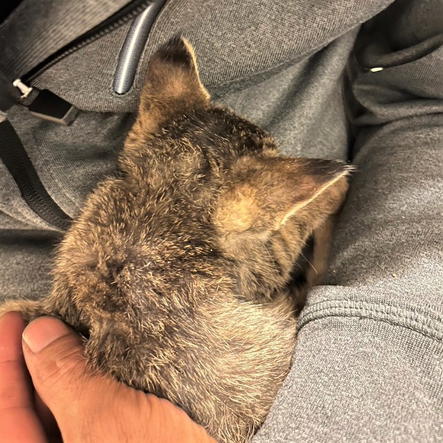 お父さんに抱かれ、神様のもとへ旅立ったてんてんくん