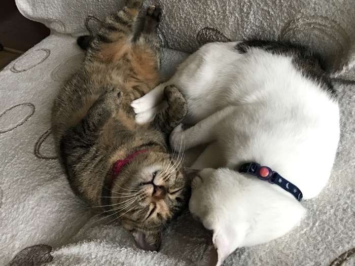 ボムと寄り添っていると安心