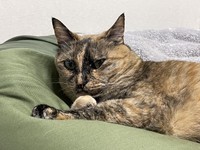パテラであると診断された日