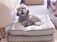 「わんわんお」 ひときわ高い音にあわせて声を上げるエマちゃん（画像提供：エマです！さん）