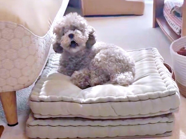 「わんわんお」 ひときわ高い音にあわせて声を上げるエマちゃん（画像提供：エマです！さん）