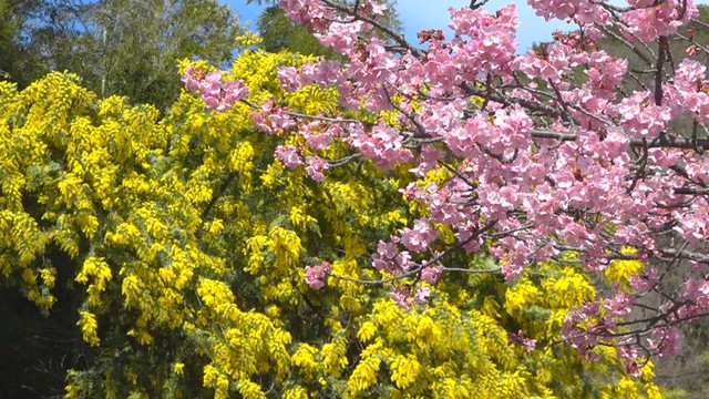 一足早い春の便り　河津桜とミモザが見頃に　3月中旬ごろまで一般公開　香川・小豆島