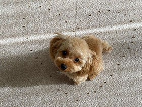 落ちてると食べたくなる～　ハート型に並べたフードと一緒に　トイプー「ムック」