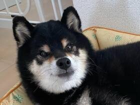 豆柴「ひまわり」　先代犬「ムク」の定位置に乗せてあげると得意げな表情に