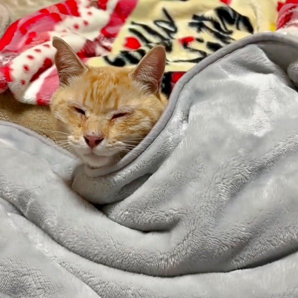 飼い主さんは毎日チャトランくんと一緒に眠って安心してもらえるよう心を砕きました（画像提供：えみちゃんさん）