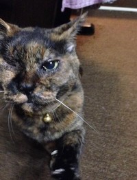 左目がしっかり開いていた頃