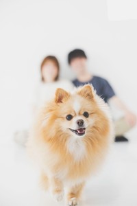 家族写真も撮影。飼い主さん夫婦とピカルディくん（画像提供：ポメのピカルディさん）