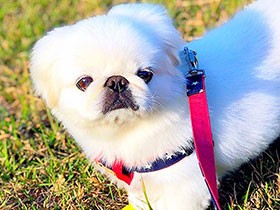 久しぶりに晴れた朝、風が気持ちいいね　ペキニーズの「ユキ」