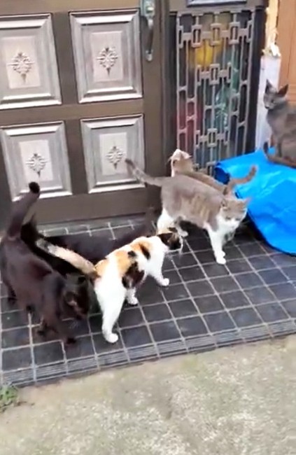 野良猫を増やさないための対応策（れんげさん提供、Xよりキャプチャ撮影）