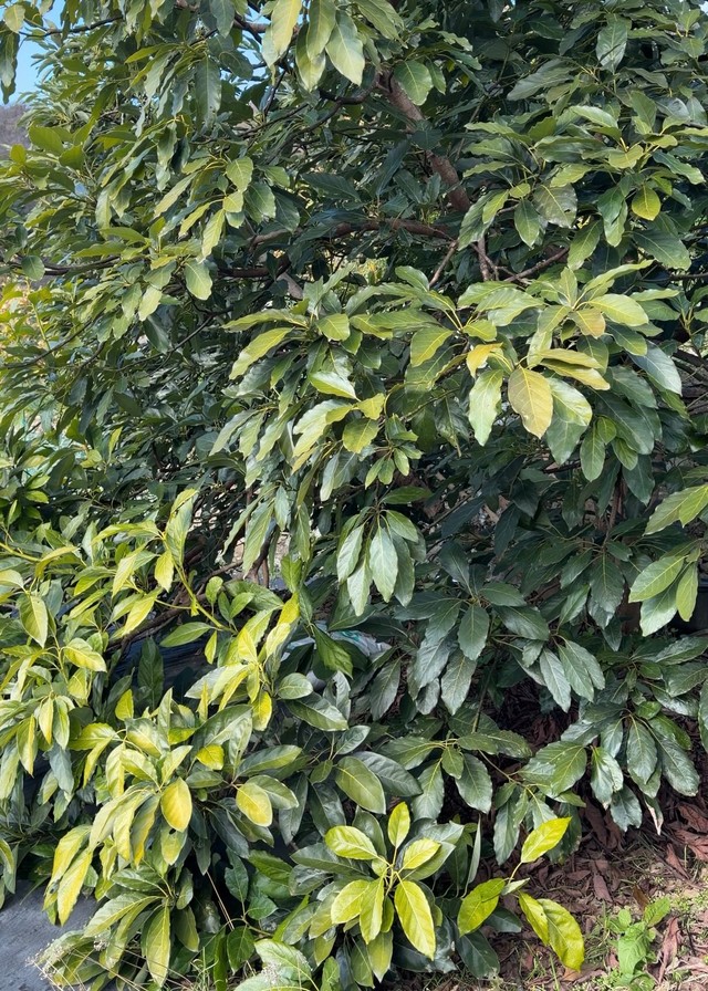 立派な木に成長／hisaさん（@hisa.by）提供