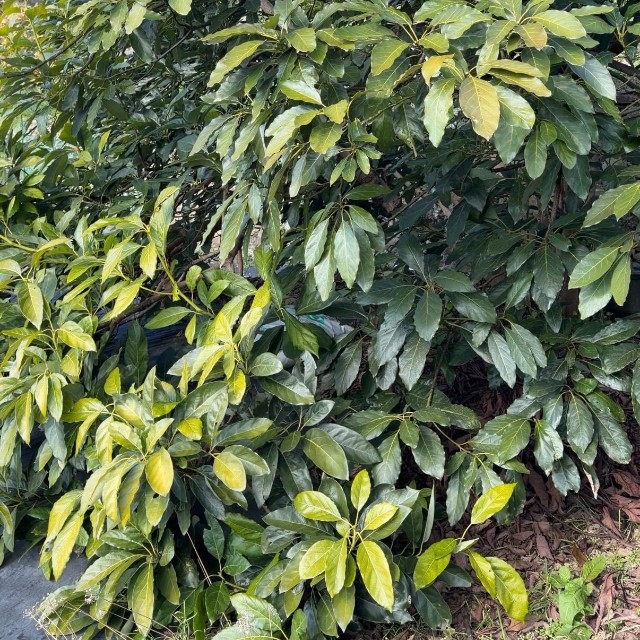 立派な木に成長／hisaさん（@hisa.by）提供