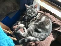 先代猫のぴょん吉くん。お気に入りの毛布で日向ぼっこ