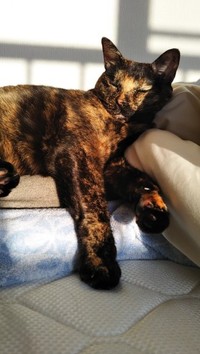 かわいらしい寝顔に飼い主さんも胸キュン