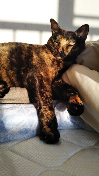 かわいらしい寝顔に飼い主さんも胸キュン