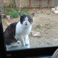 お外時代のちょびちゃん。中に入る気まんまんです