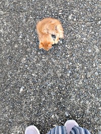 道路上でうずくまっていたぽわけちゃん（画像提供：ツナさん）