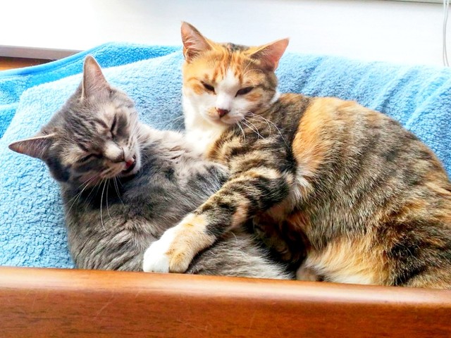 保護から8カ月後の（左から）チーちゃん、福ちゃん（画像提供：こにゃんゴーさん）