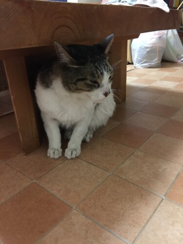 2016年11月。A子さんの家に来た時。あまりに汚れていたのでお風呂に入りストーブにあたった。「ちょっとブルってます」（A子さん提供）

