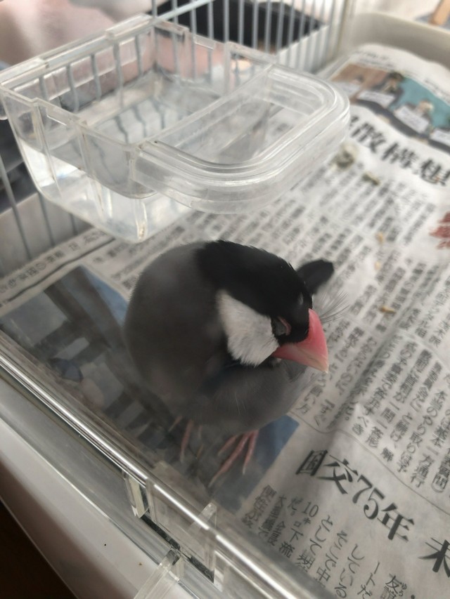 「寝落ちするぶんさん」（提供：テルさん）