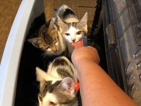 はじめて保護した子猫はノミだらけ　母猫のＴＮＲはできるだろうか