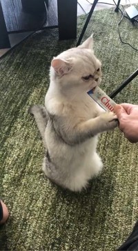 正座して、ちゅーるを…！？（画像提供：本物の外科医（北原 大翔）さん、動画よりキャプチャ、画像を一部トリミング）