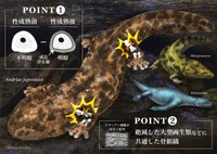 「生きた化石」オオサンショウウオの骨を分析　絶滅した古生物の生態解明に重要な知見　岡山理大など