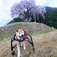 小高い丘上にも素敵な桜の木が…にっこり笑みを浮かべるティーくん（画像提供：柴のティーさん）