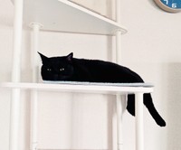 キャットタワーの上で飼い主さんを見送るナツちゃん（画像提供：ミキサーさん）