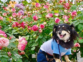 特技はハイタッチからのチューだよ　ミックス犬の「るい」