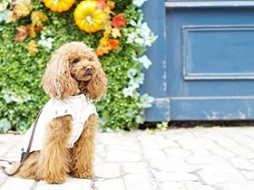 人が大好きなトイプードル「ララ」　みんなに甘えるよ