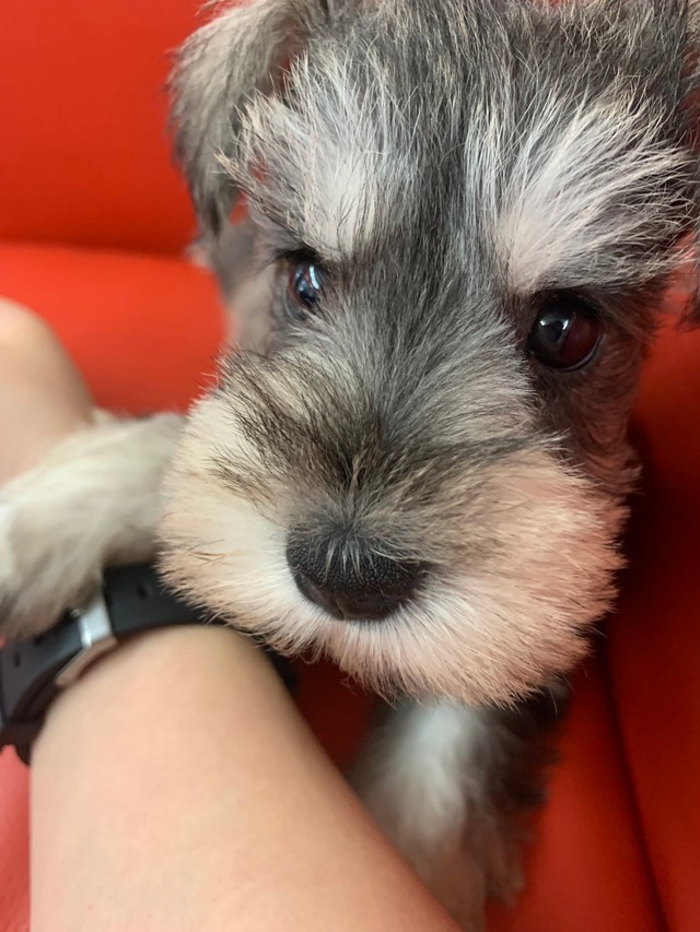 赤ちゃんのころのこんぶくん。本当にぬいぐるみのようなかわいさです（こんぶくんの飼い主さんＸより）