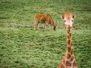 「体調が悪くて」と裏切った彼女はひとりぼっちに。お土産のチョコの味は