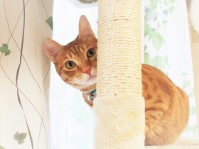 トライアル中の猫がまさかの脱走！　食いしん坊が幸いして４日目に保護、甘えん坊に