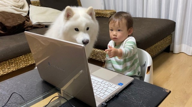  パソコンの前に並び、画面を見つめるこはくちゃんと息子さん。まるで会議をしているような光景／サモエド こはくさん（@kohaku_Samoyed）提供