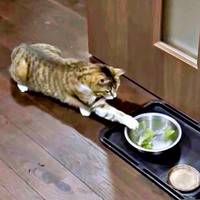 おそるおそる、器のレタスに手を伸ばすチビちゃん（画像提供：いくどんさん）