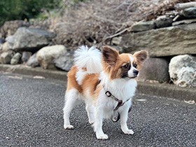 ゴーヤまで！？　野菜もフルーツも好き嫌いなくなんでも食べられるパピヨン「ラナ」