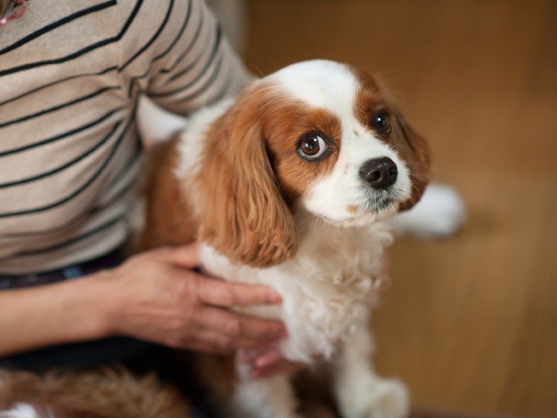「僕はハルだよ。顔の白色の幅がウィルより広いんだ」（小林写函撮影）