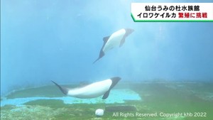 仙台うみの杜水族館でイロワケイルカの繁殖を目指す　三重・鳥羽水族館からオスが引っ越し
