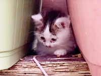 発見時、隠れているむぎちゃんを何とか誘い出すため奮闘しました（画像提供：あるくきくらげさん）