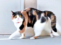 歩き始めると「やんのかポーズ」に！（画像提供：MIU&RINさん）