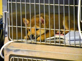 愛護センター「しっぽの森」開所　犬猫高い殺処分率から脱却へ