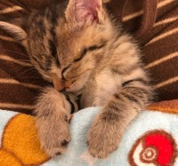 ベビたんの頃のこんぶちゃん＝もずく＆こんぶ（保護猫・姉弟）さん（@mozukon_xiaomao）提供