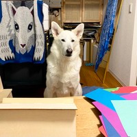 仕事中のriyaさんに「そろそろ終わろうか…」と眼力で圧をかけるサンくん（画像提供：riyaさん）