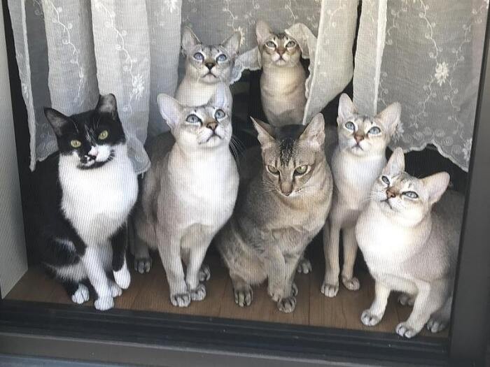 左端がアズキちゃん、三井家の猫ちゃんずと